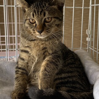 【11/24⭐️堺東にて譲渡会】参加猫トムくん