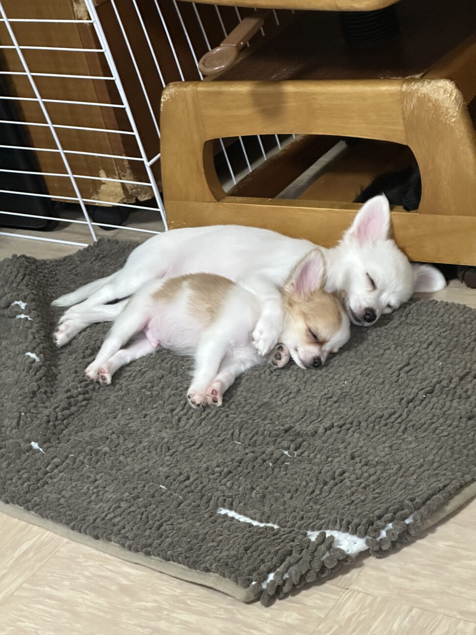 生後3ヶ月チワワのシーザーくん」埼玉県 - 犬の里親募集(500437) 6枚目