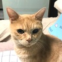 丸顔茶トラ風のベージュ猫　ギー君