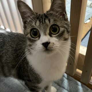 大好きな人をペロペロなめる　”ミヂカちゃん”