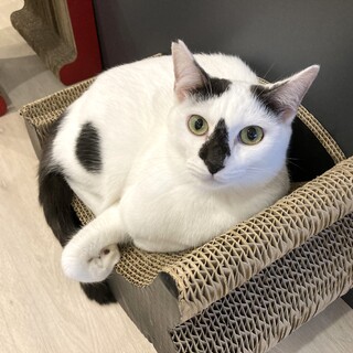 【ポポ】お鼻の模様がチャームポイント