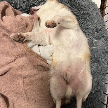 リラックスへそ天