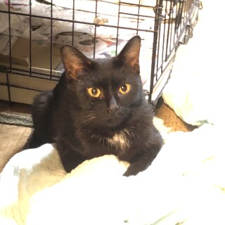 飯坂譲渡会2025.4.20　黒白　さやちゃん