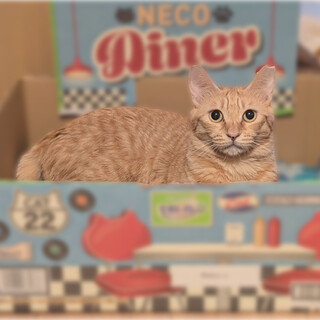 ヘソ天大好き❤️けやきちゃん