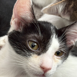 キレイなハチワレが◎ゴチゾウ♂約3か月半