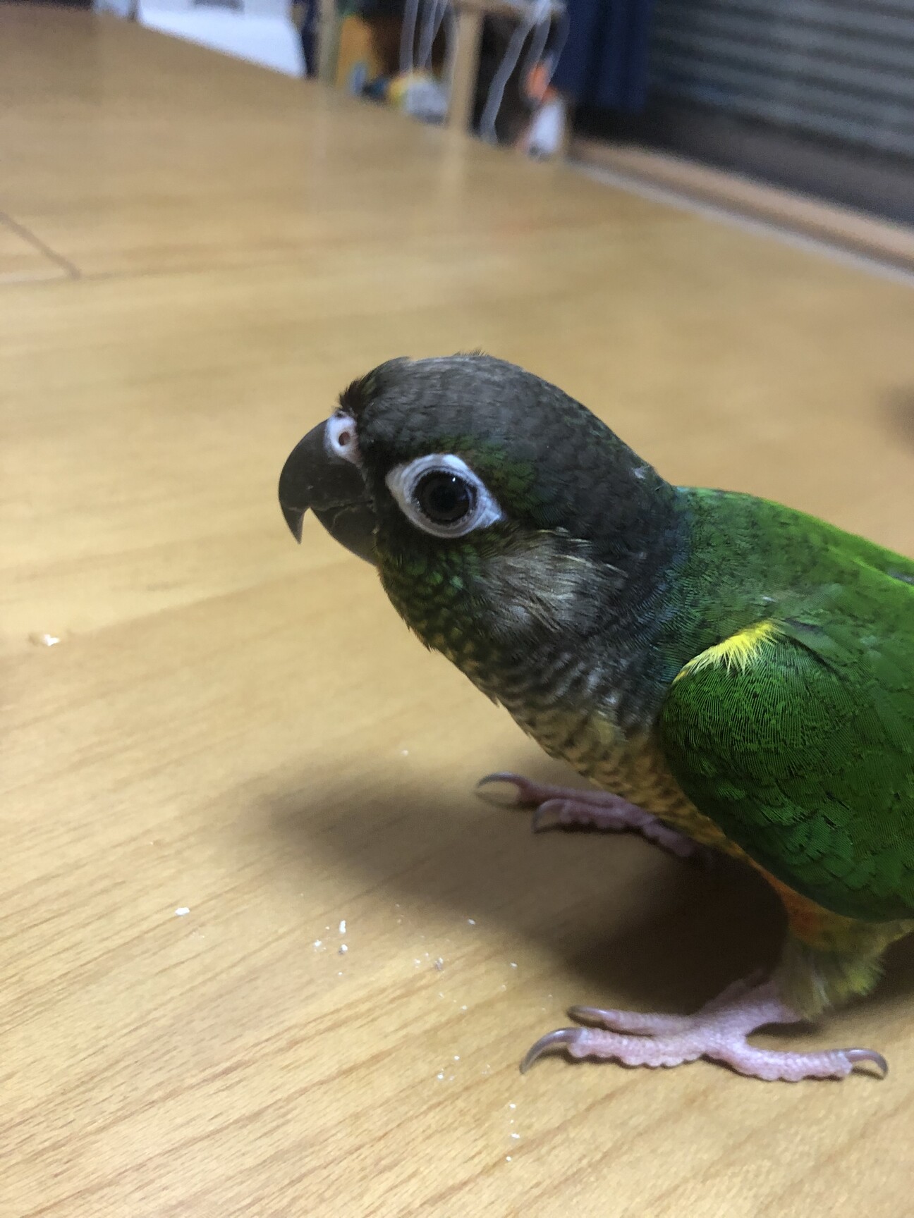 ワキコガネウロコインコ 」東京都 - 鳥の里親募集(505502) 1枚目の