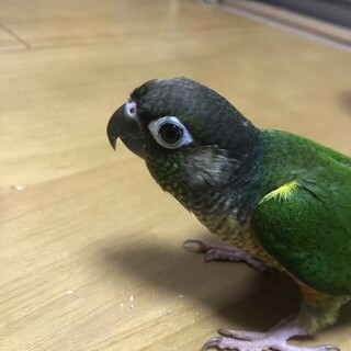 ワキコガネウロコインコ　　コロちゃん