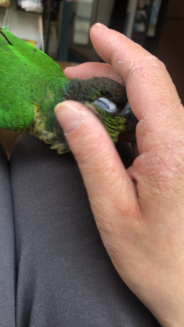 ワキコガネウロコインコ 」東京都 - 鳥の里親募集(505502) 3枚目の