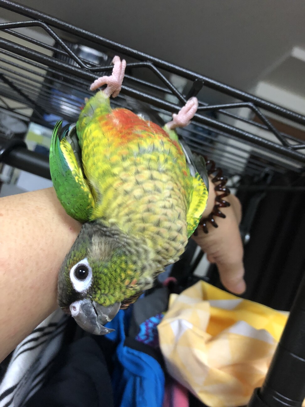 ワキコガネウロコインコ 」東京都 - 鳥の里親募集(505502) 4枚目の