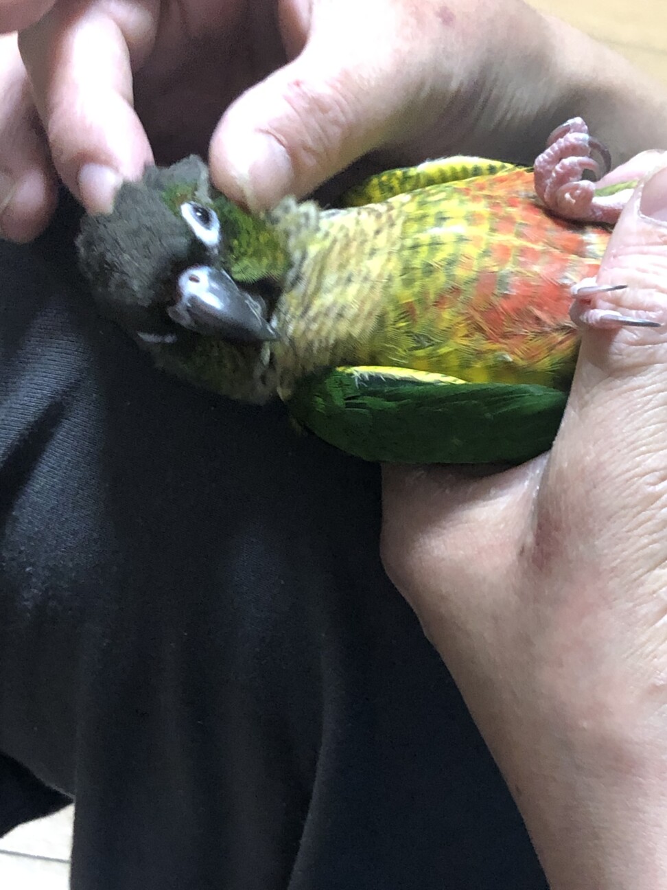 ワキコガネウロコインコ 」東京都 - 鳥の里親募集(505502) 5枚目の