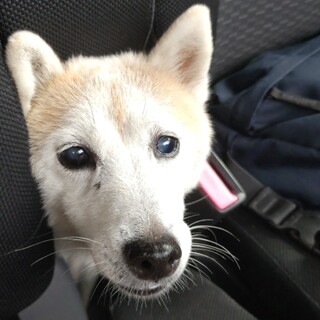 小さな体の笑顔が可愛い柴系女子です♫