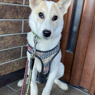 香川からレスキュー！　人懐っこいアロー君