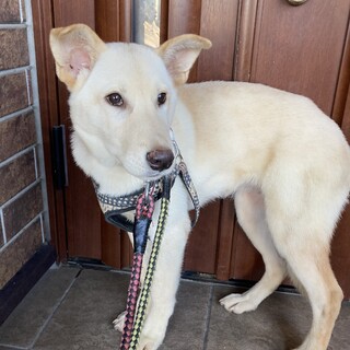 香川からレスキュー！　優しいカンナちゃん