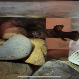 ギギ 飼育年数3年程度 食いつき良好