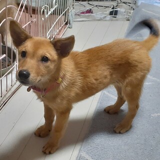 もぐもぐ　女の子