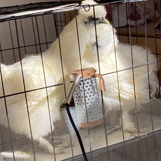 【急募】烏骨鶏4ヶ月雌雄ペア