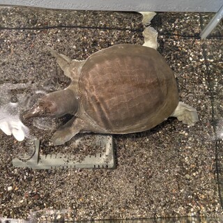 スッポン 雄 飼育年数6年