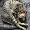 よくエビ