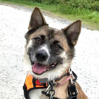 心優しくおりこうさんなミックスの女の子♪