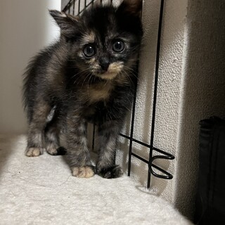 調整中のため一旦ストップにてお願いします