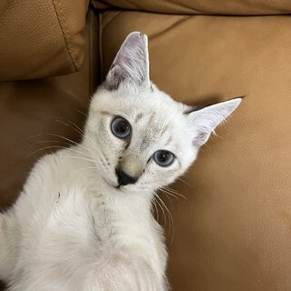 【11/24⭐️堺東にて譲渡会】参加猫キャータくん