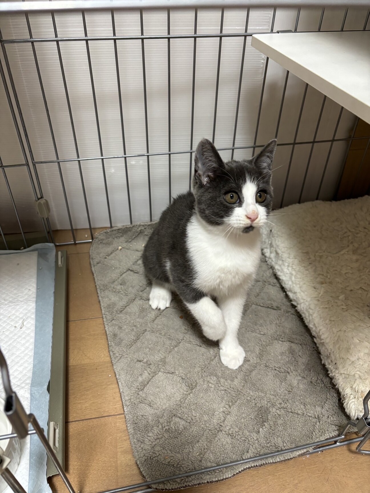 残1。猫の親子 イギリス製 91507fe6221c024bf39da5fca381f7