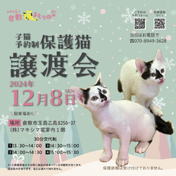 ほごっこ子猫の譲渡会（予約制）