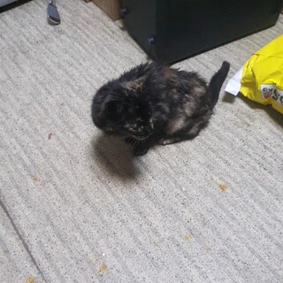 奈良県桜井市近辺の方連絡ください！