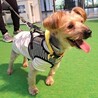 陽気で元気なシュナヨーキーミックスの男の子 サムネイル7