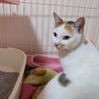 急募！ゴロスリ猫　24日寒い漁港にリリース