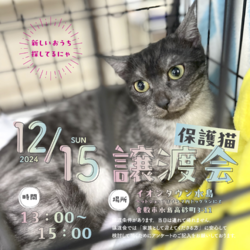 保護猫譲渡会（見学自由）