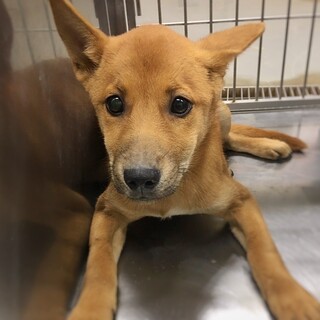 【相談中】かわいい子犬　イーヤちゃん　3ヶ月