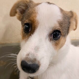 【相談中】かわいい子犬　ポッキーちゃん　3ヶ月