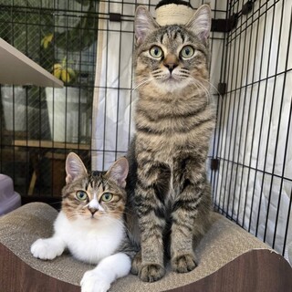 【12/8芝浦】穏やかで甘えん坊♡仲良し兄妹