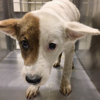 【相談中】かわいい子犬　ピコラちゃん　3ヶ月