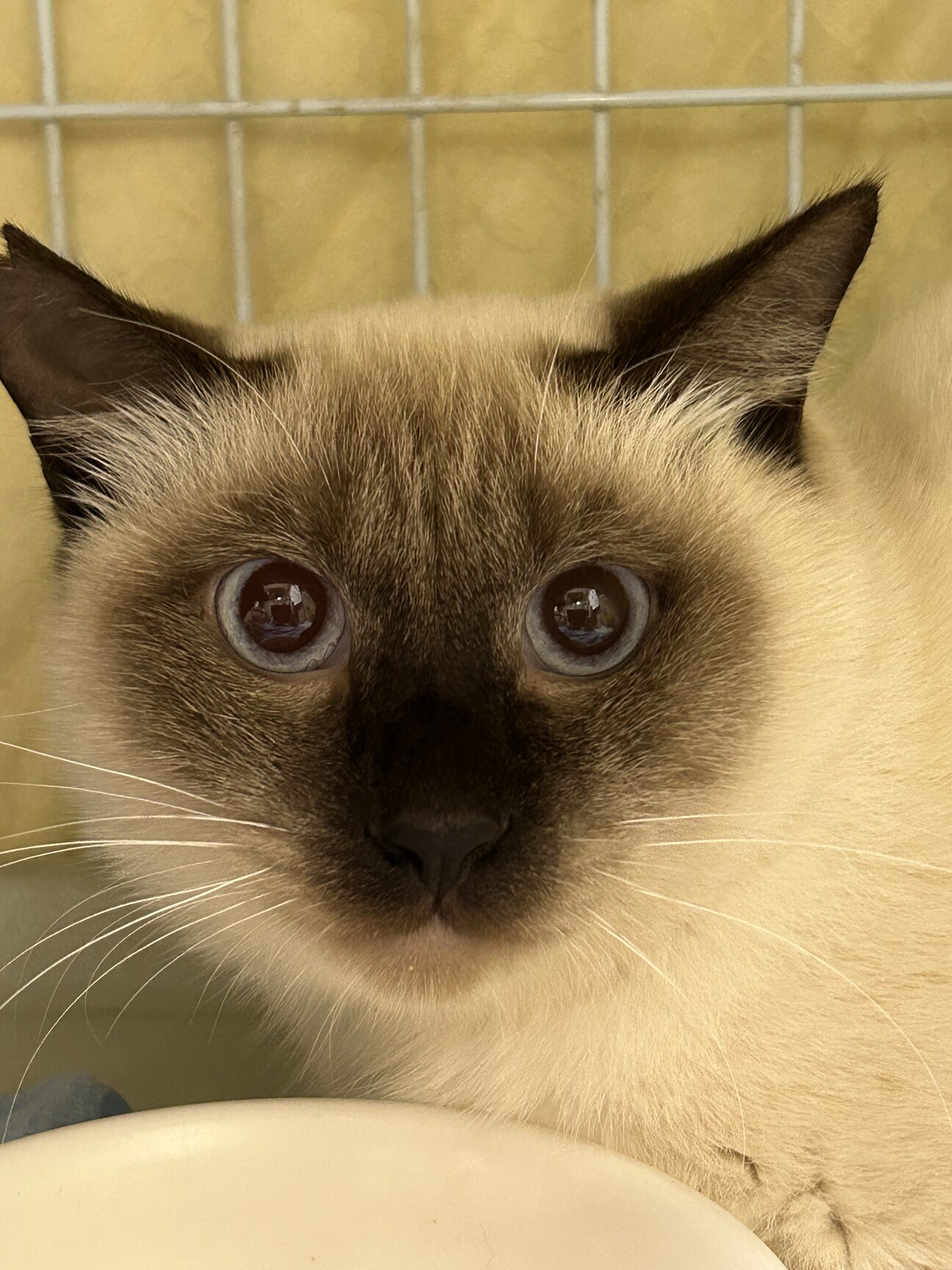 4歳2ヶ月 シャムMIX」大阪府 - 猫の里親募集(505553) :: ペットの