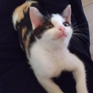 四兄妹　面倒見がいい♥ホルンちゃん