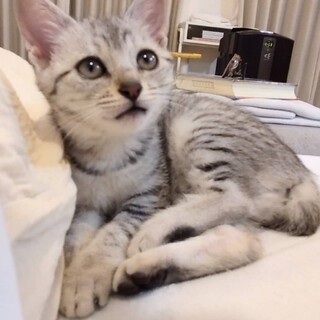 ４兄妹　超あまえっ子♥チューバちゃん