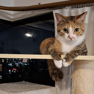 人がだぁい好き★三毛４姉妹こすず★9か月