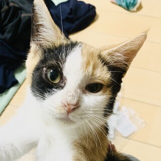 ③うさ美　三毛　甘えん坊　多頭飼育からのレスキュー