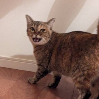 猫エイズ陽性*里親さんを募集しています