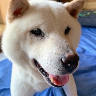 穏やかでシニアの魅力満載な白柴男子ホヌ