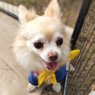 人犬猫とも問題なし！チワワのムータ君