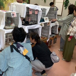 第１８回猫の譲渡会 サムネイル2