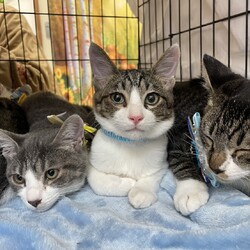 第１８回猫の譲渡会 サムネイル3