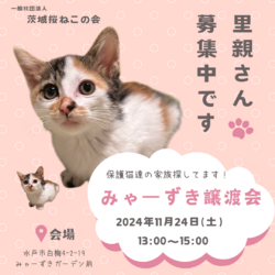 みゃーずき譲渡会 サムネイル1