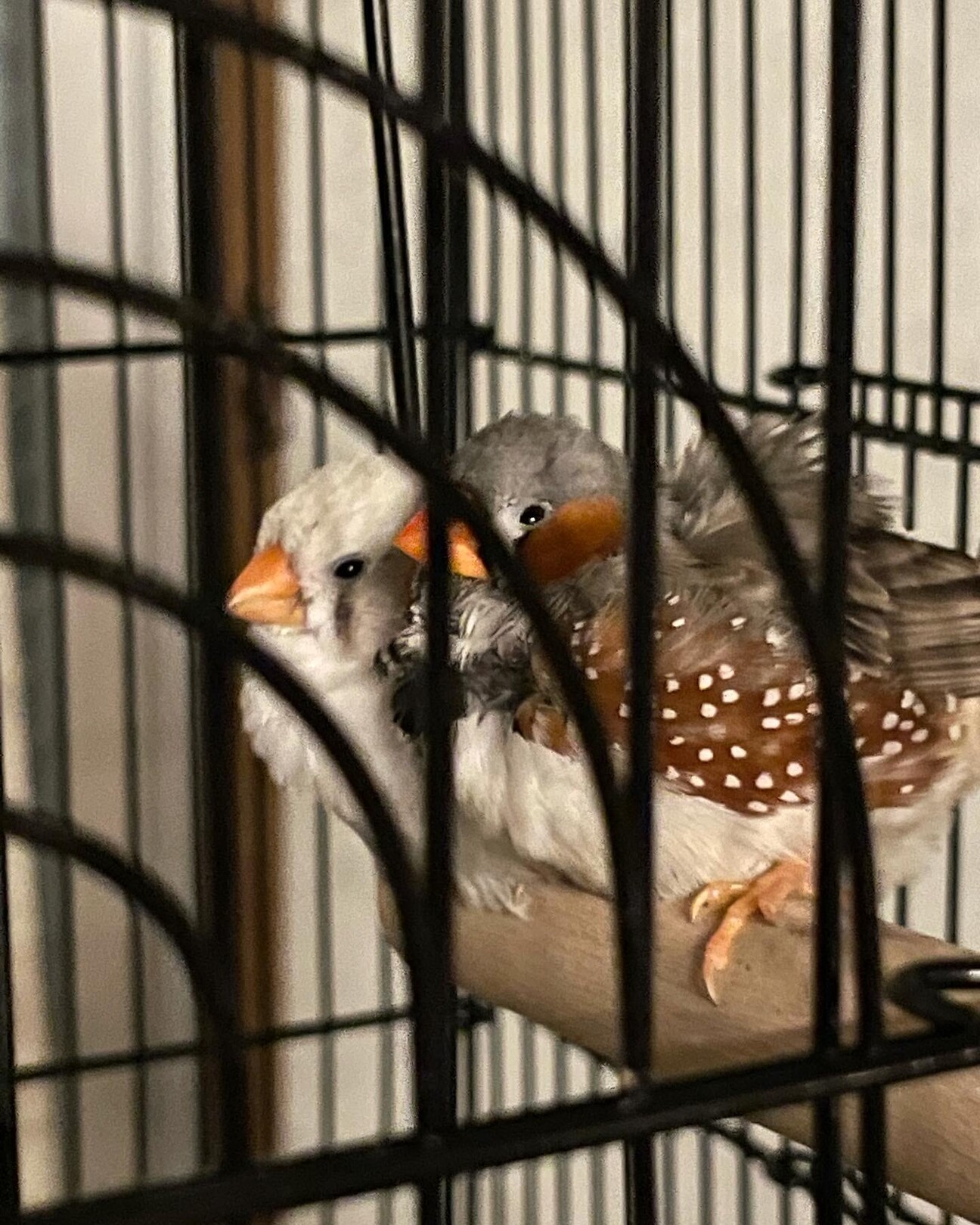キンカチョウ お友達2匹」福岡県 - 鳥の里親募集(505573