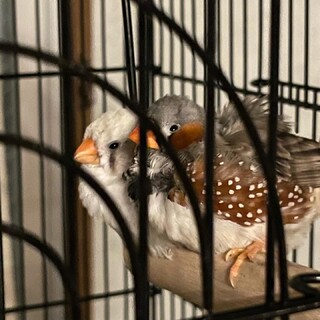 キンカチョウ お友達2匹 文鳥 1匹