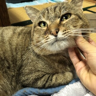 甘えん坊の男の子　キジトラ