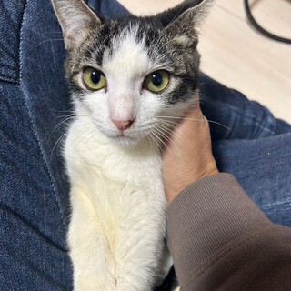 桓騎（かんき）